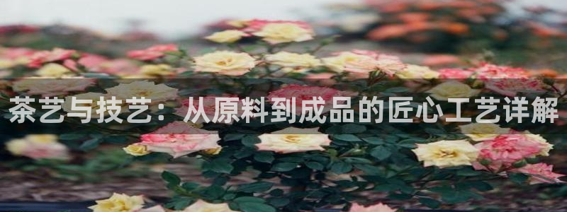 彩名堂官网谁有